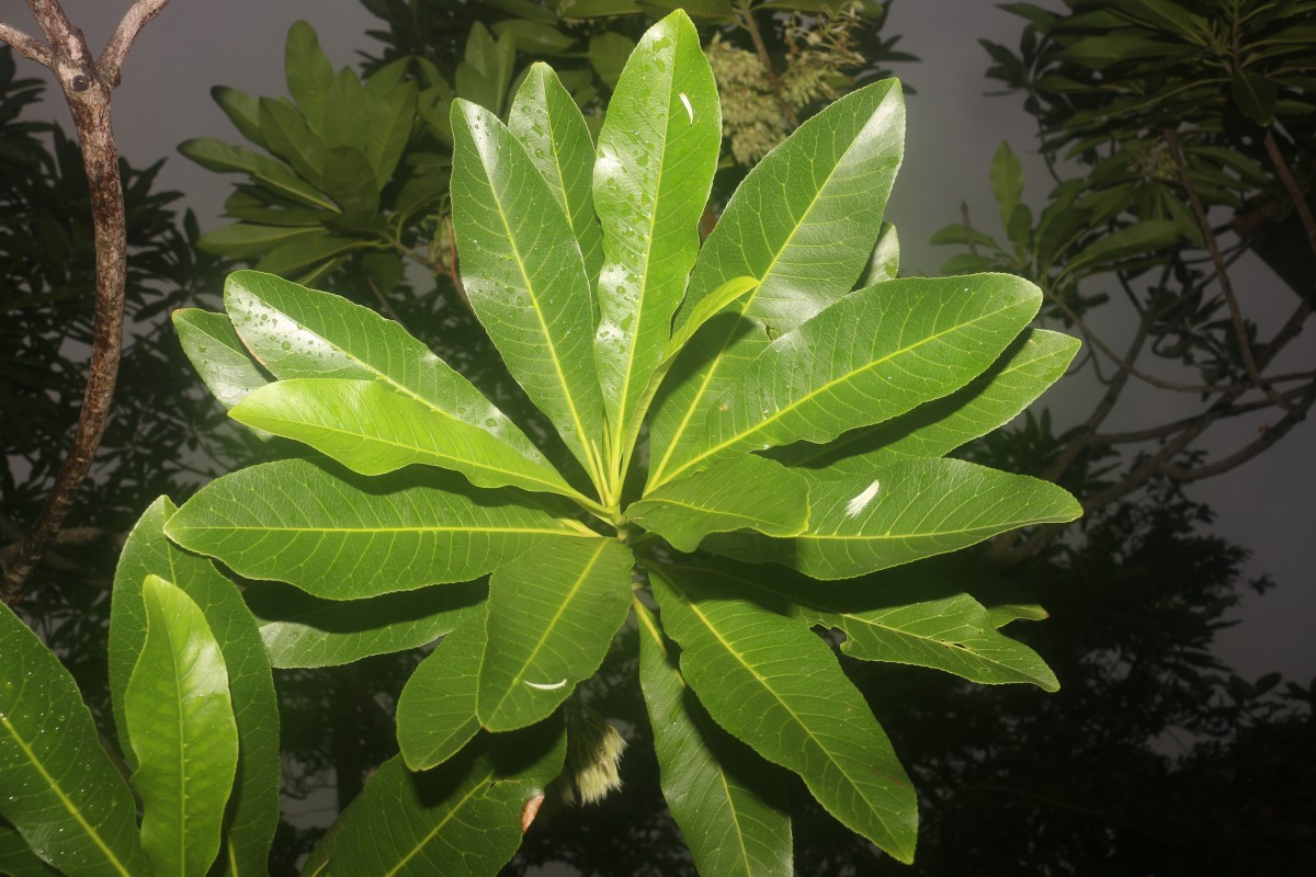Elaeocarpus angustifolius Blume